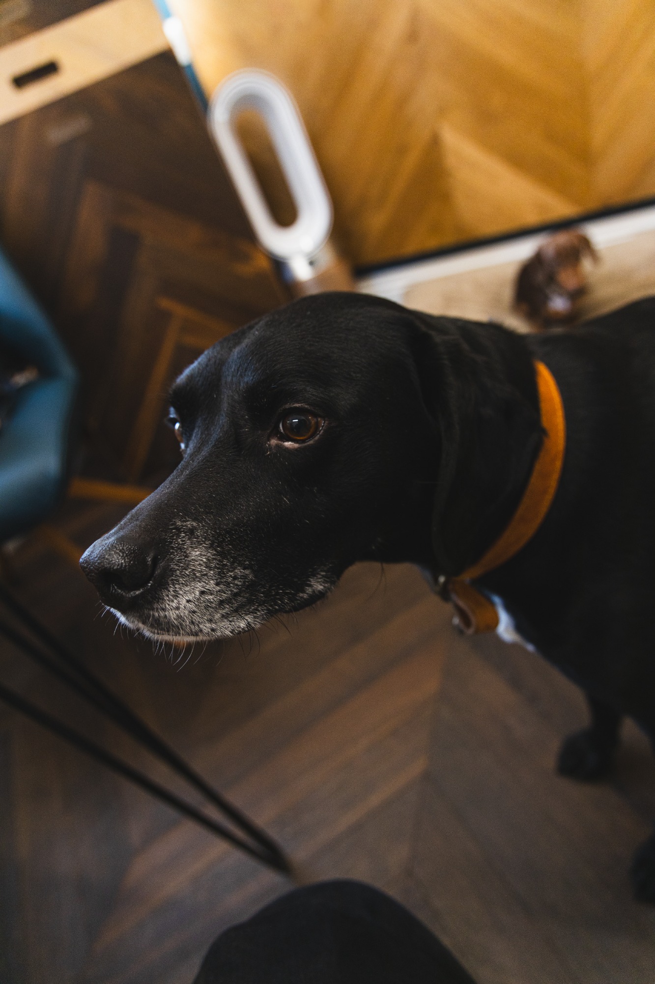 Portrait type photo of a black dog with wood samples in the background.