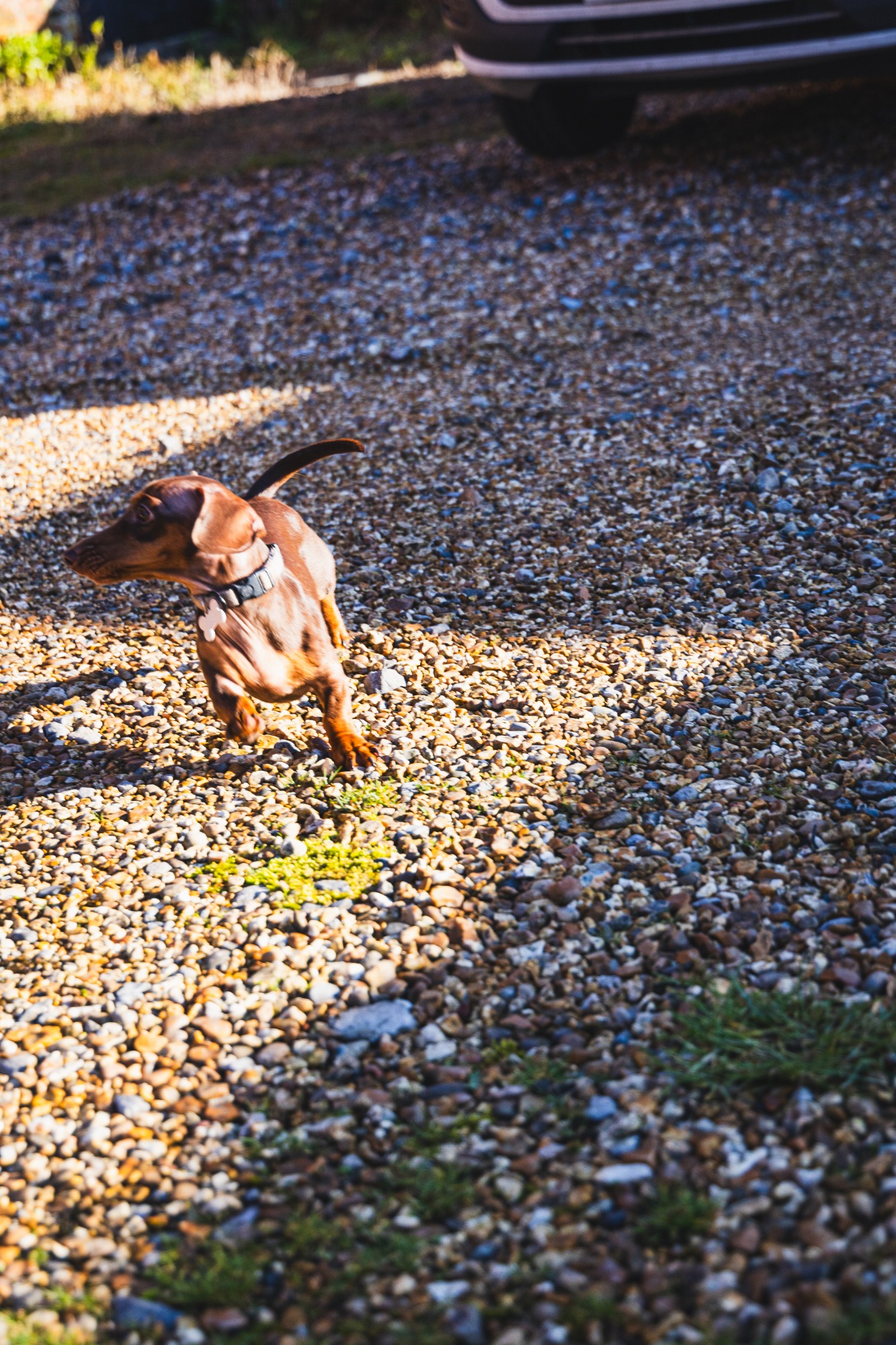 Action photo of a dog running across pebbles.